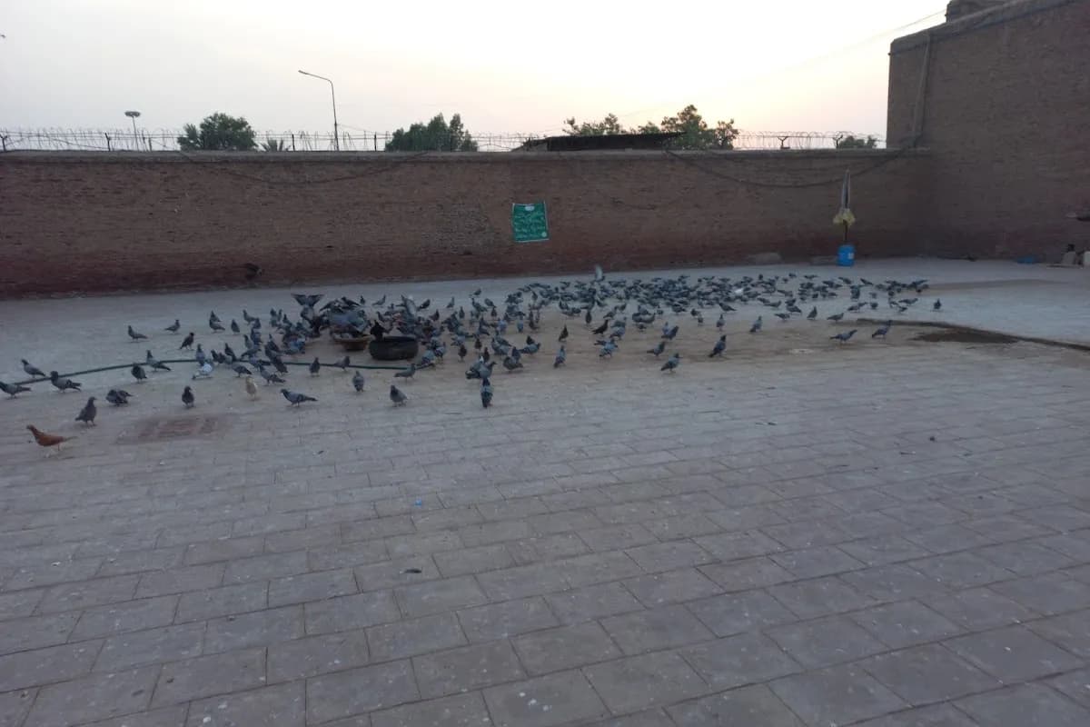 Multan City of Saints Cultural Journey image 3