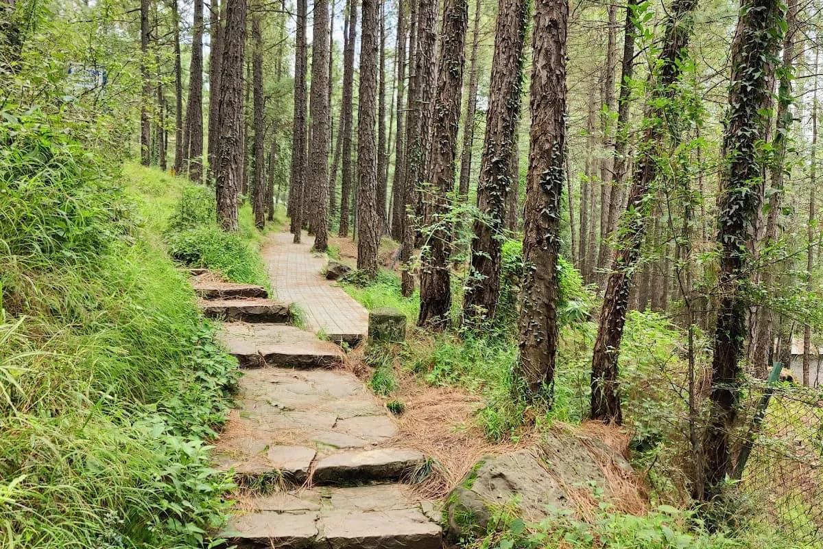 Murree Pine Forest & Patriata Cable Car Adventure image 1