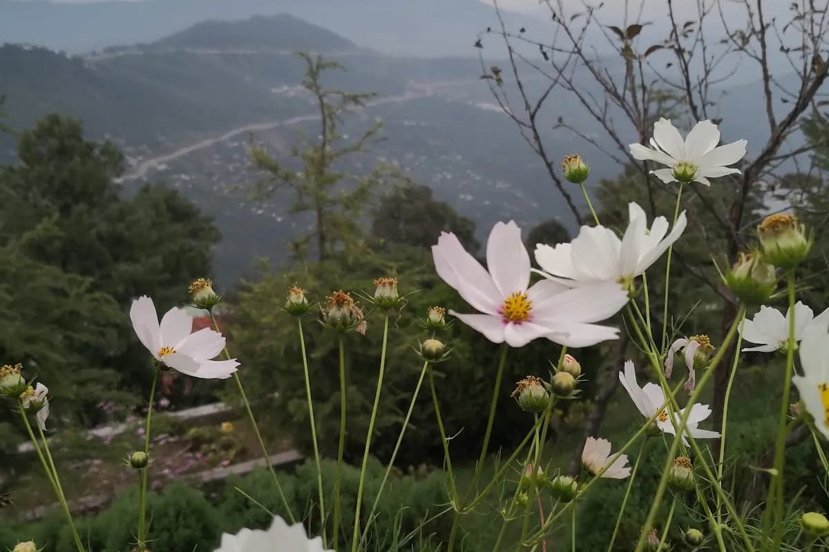 Murree Pine Forest & Patriata Cable Car Adventure image 3