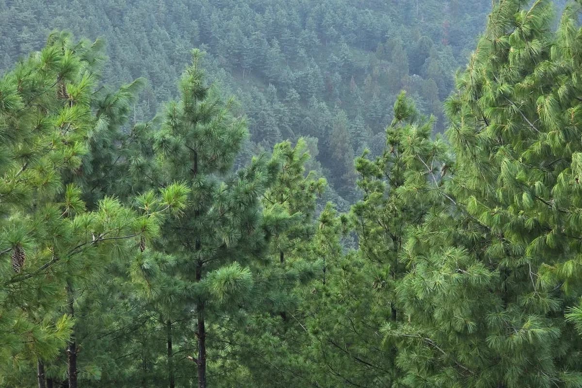Bhurban Pine Forest & Scenic Retreat image 1