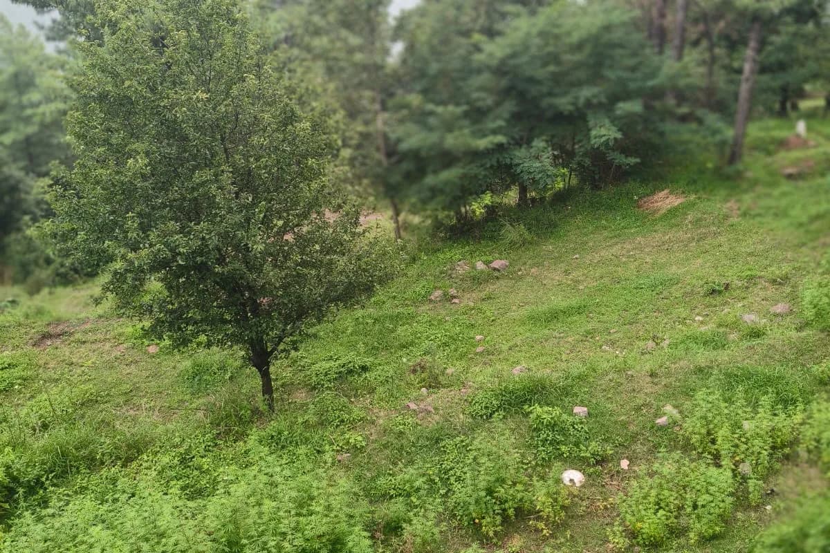 Bhurban Pine Forest & Hill Retreat