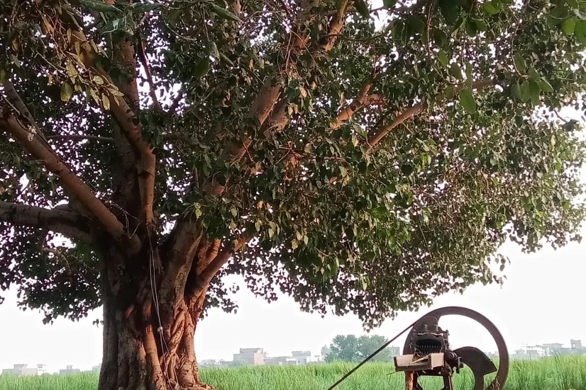 Gujrat Heritage and Pottery Day Tour image 2