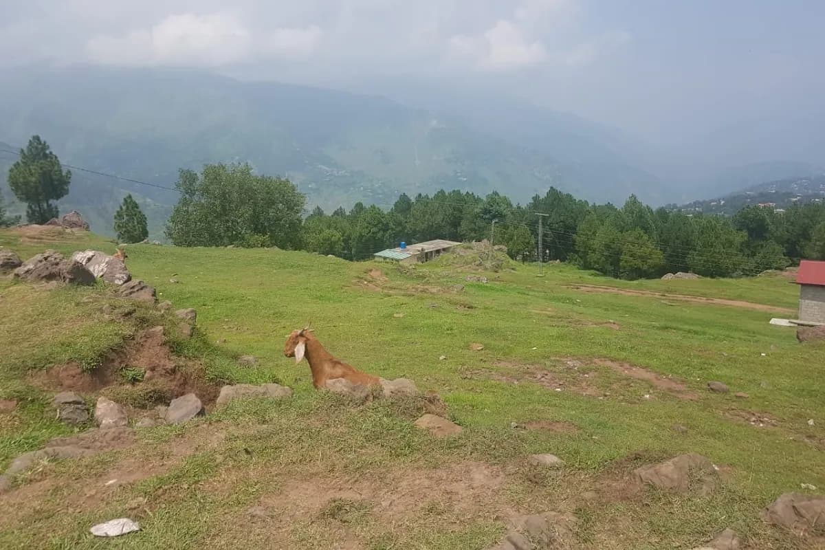 Bhurban Pine Forest & Viewpoint Escape image 1