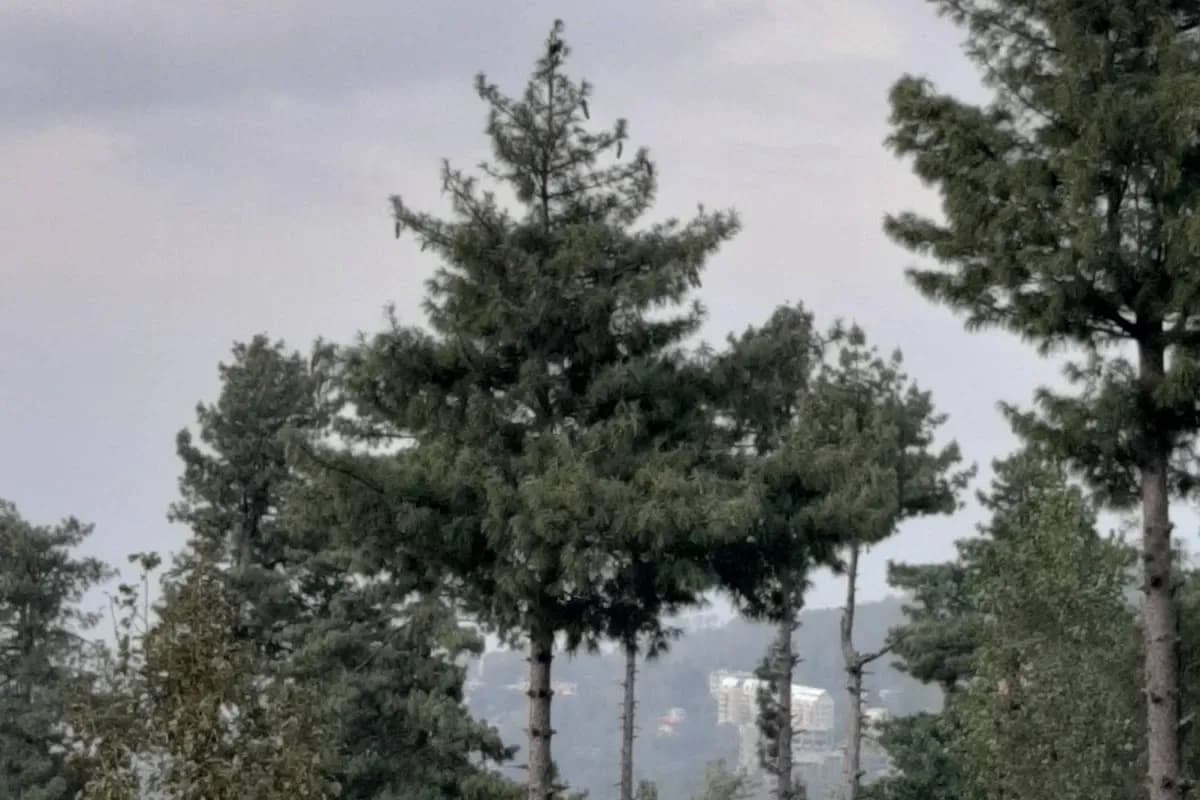 Bhurban Pine Forest & Hill Retreat image 2