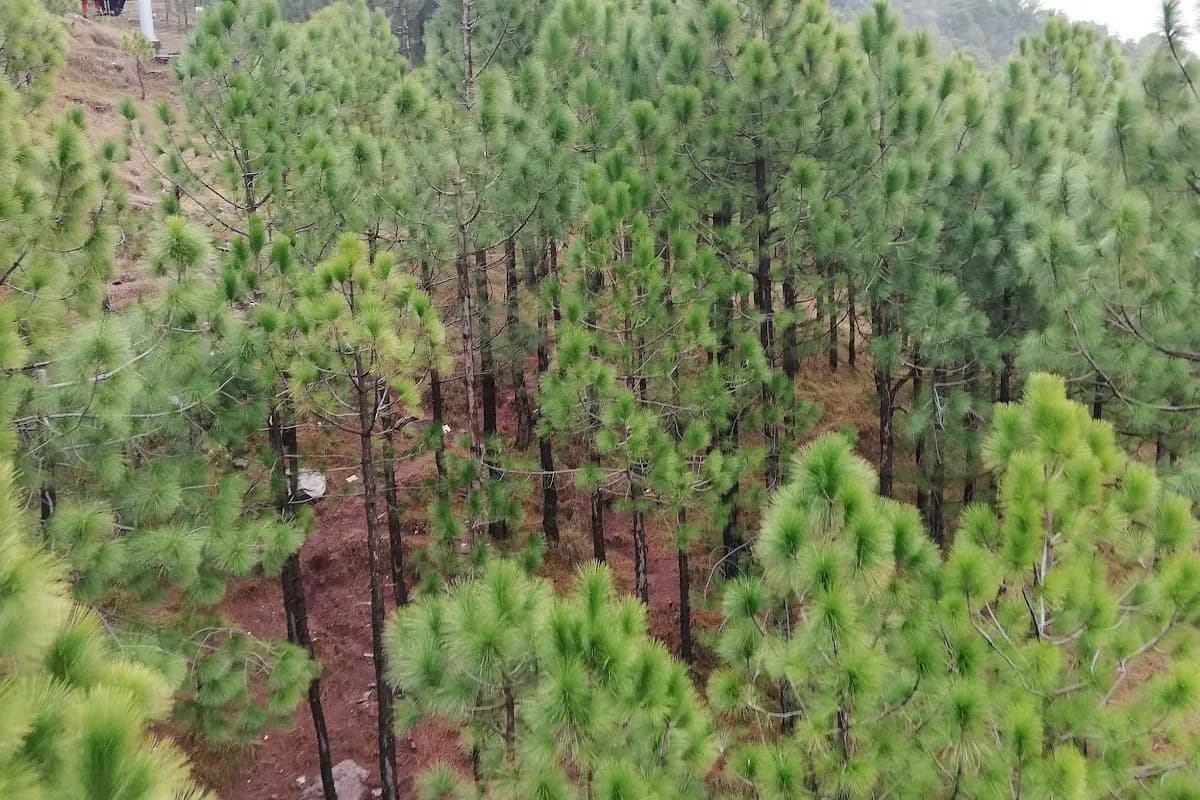 Patriata Chairlift & Pine Forest Adventure image 2