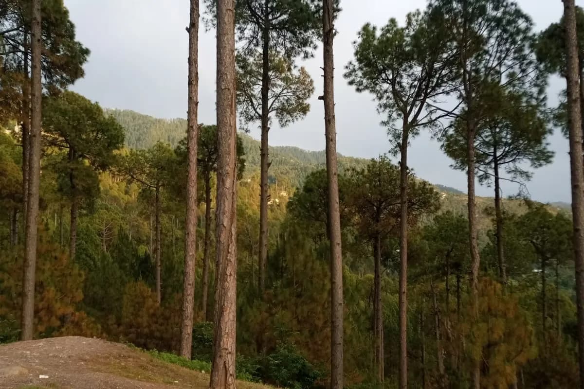 Patriata Pine Forest & Cable Car Day Escape image 2