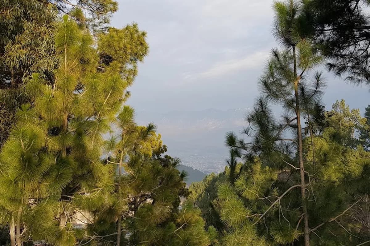 Abbottabad & Thandiani Pine Forest Escape image 3