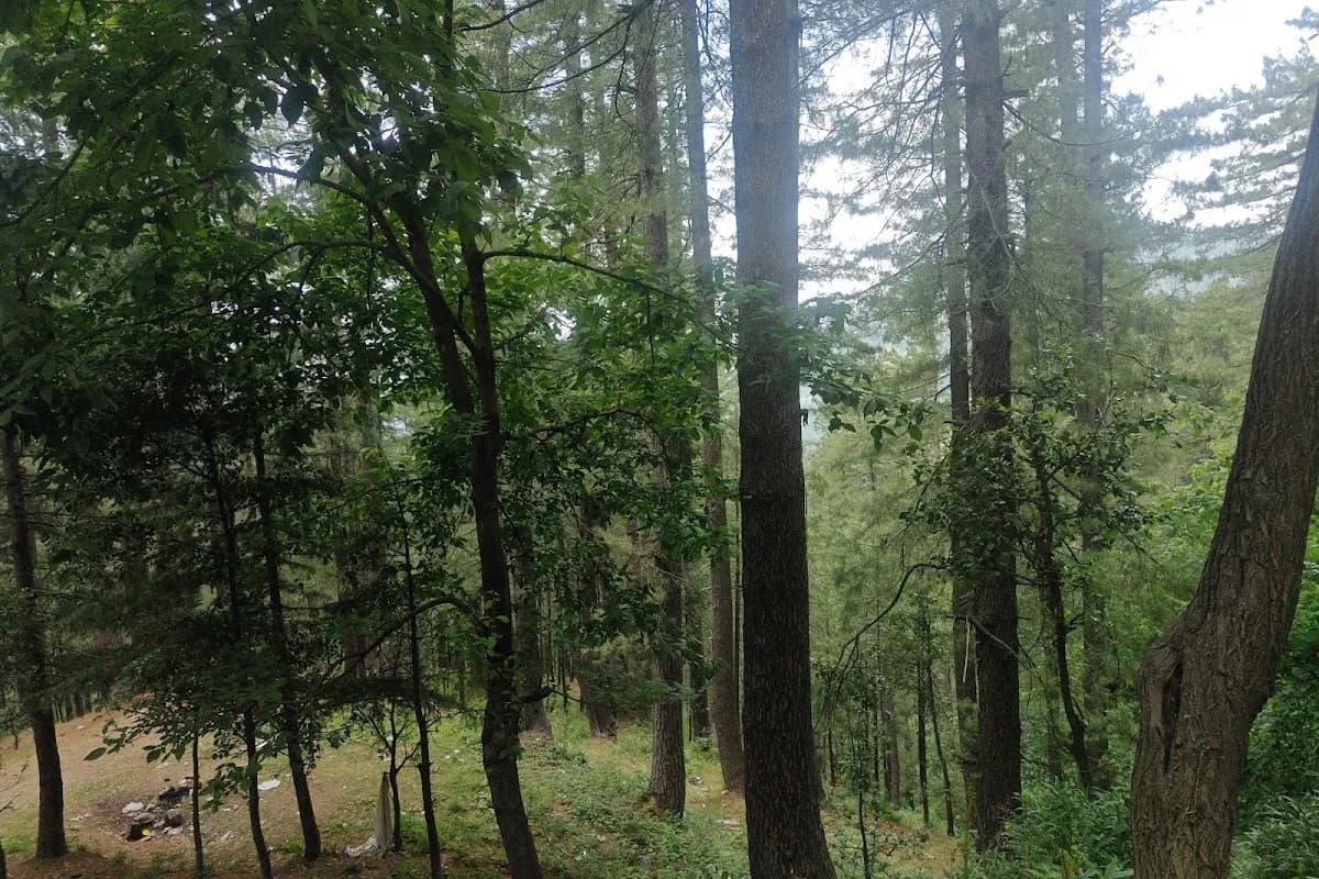Nathia-Gali Pine Forest & Hiking Escape image 1