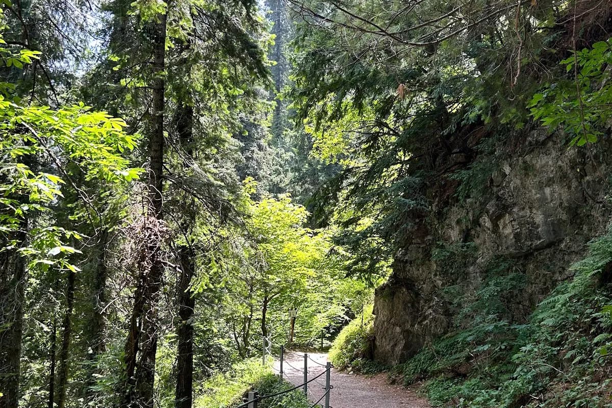 Nathia Gali Pine Forest & Dunga Gali Hiking Escape image 3