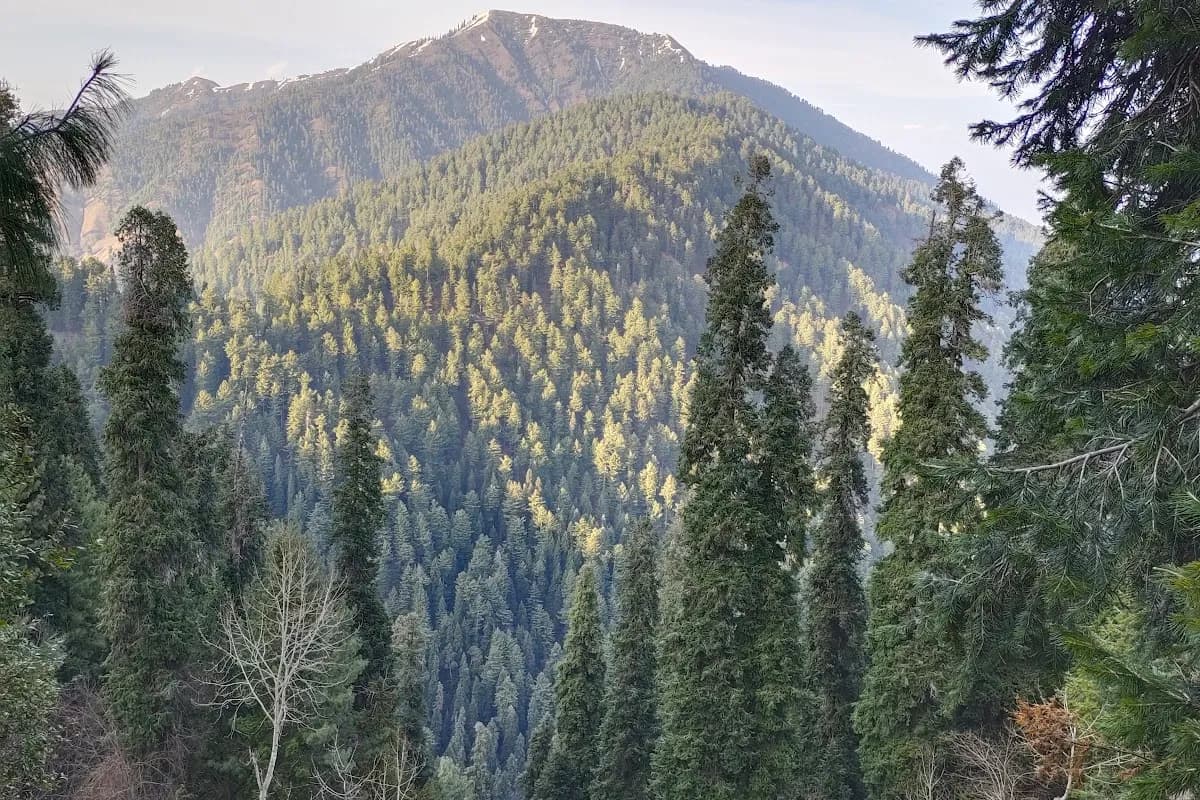 Nathia Gali Pine Forest & Peak Adventure image 2