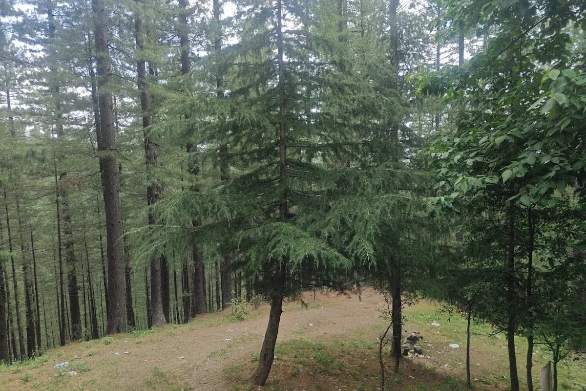Nathia-Gali Pine Forest & Hiking Escape image 1