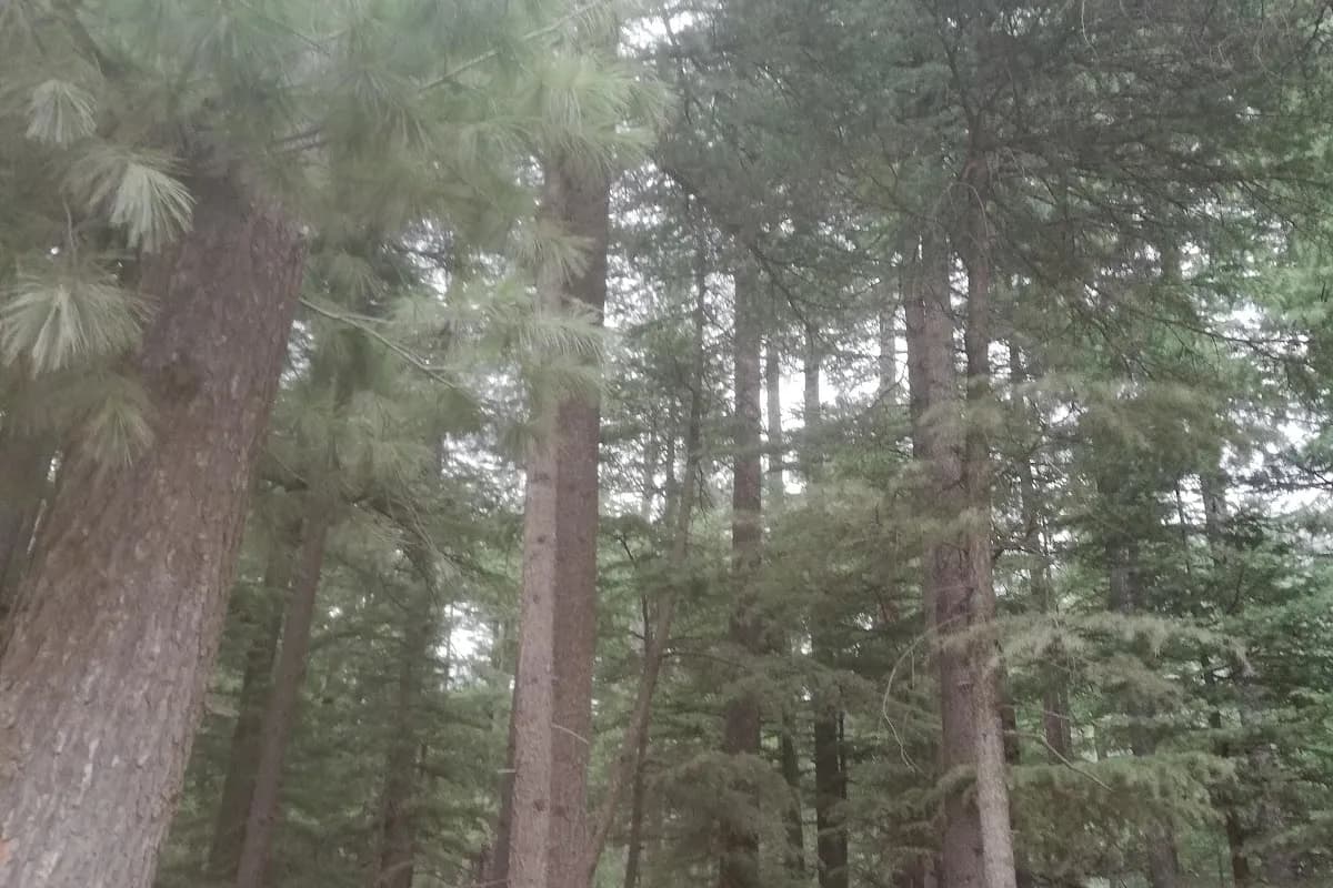 Kalam Valley 3-Day Alpine Escape image 3