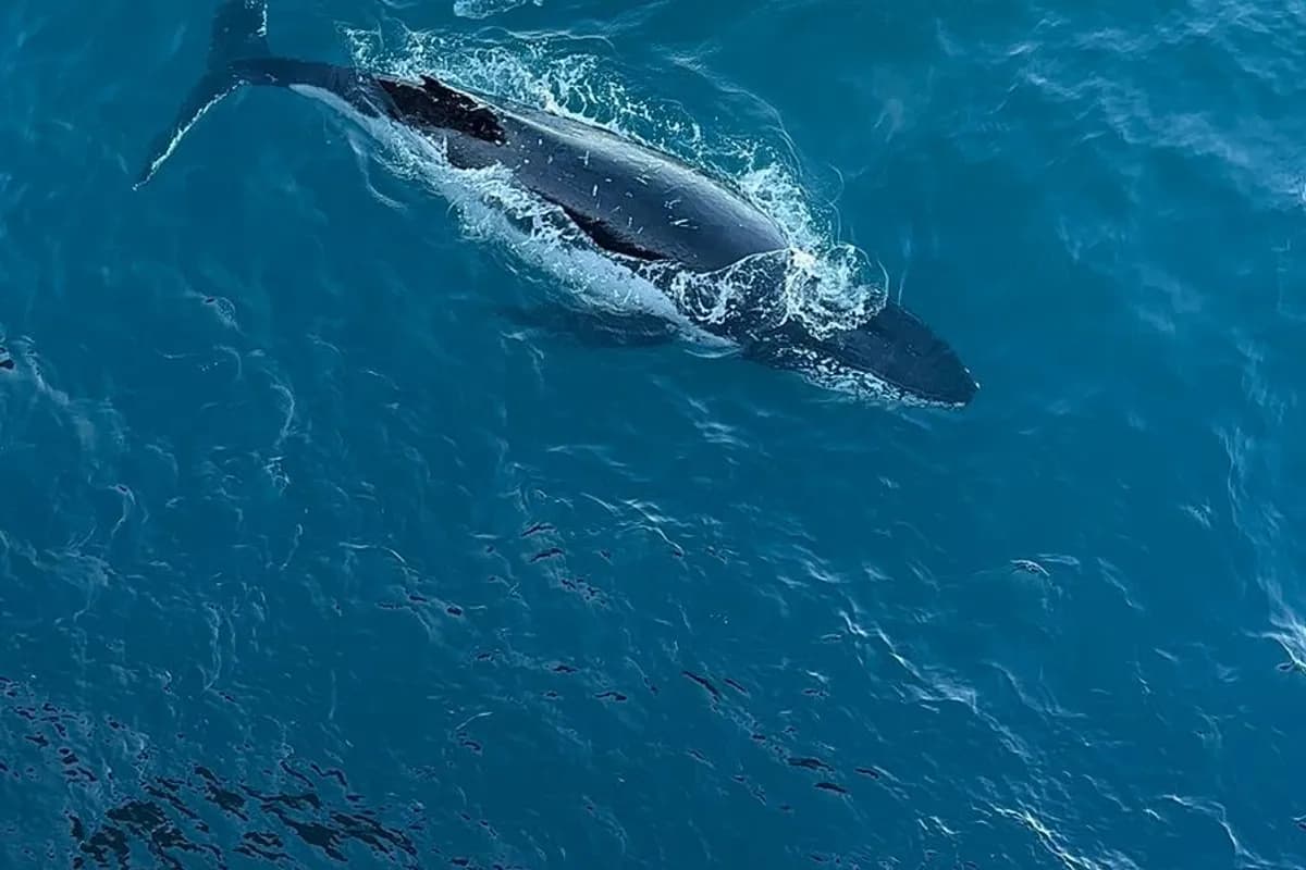Gwadar Coastal Getaway & Hammerhead Safari image 1