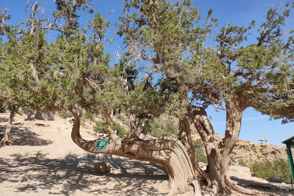 Ziarat Juniper Valley & Quaid Residency Expedition image 1