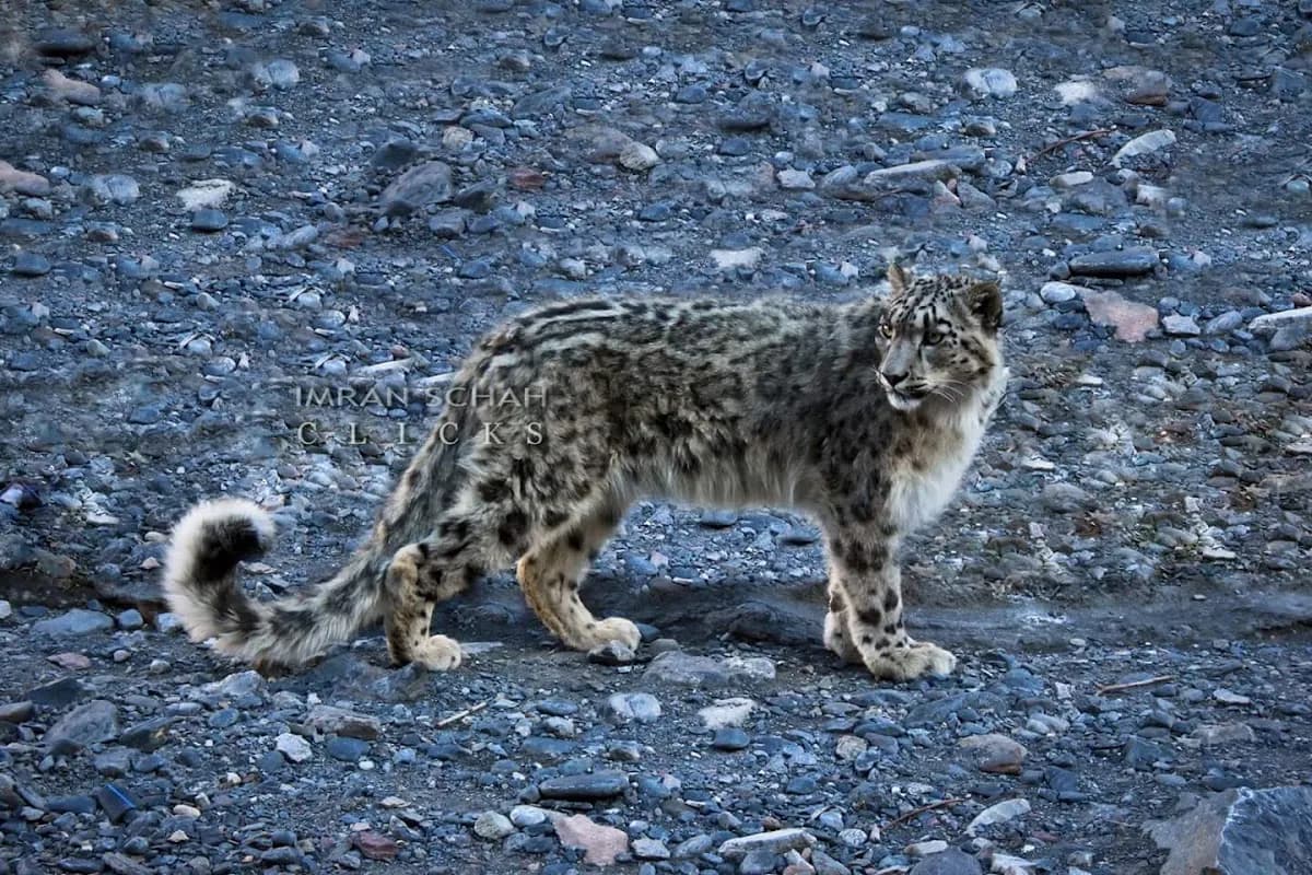 Khunjerab Pass & Border Adventure image 1