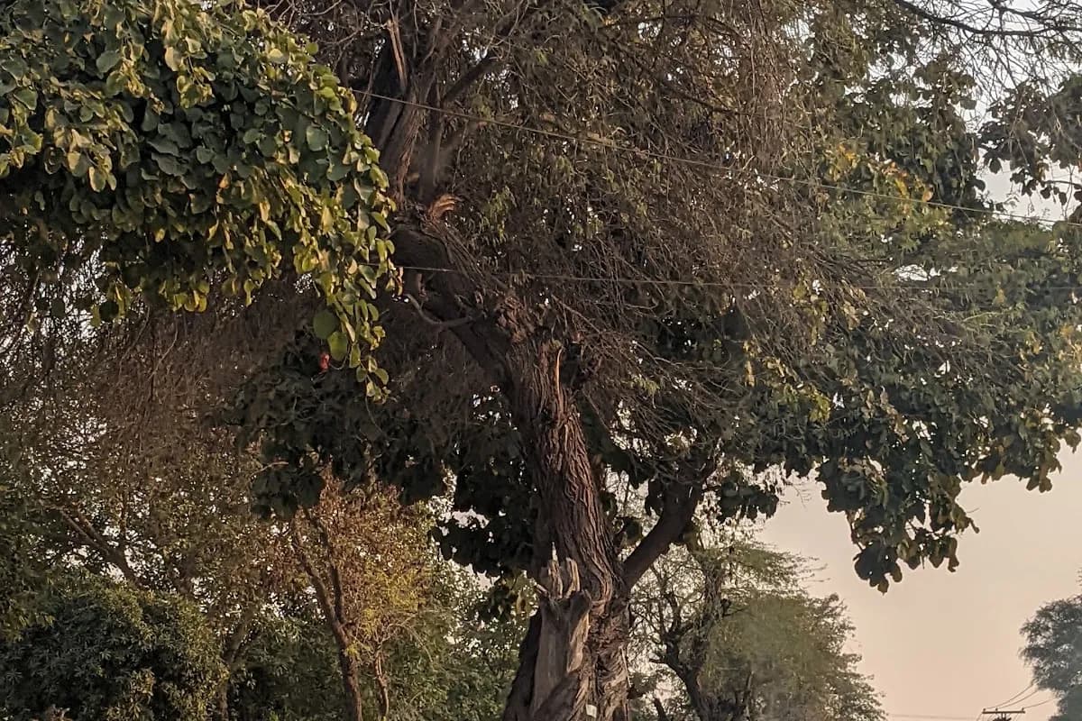 Sargodha Heritage Walk 4-Day Tour image 3
