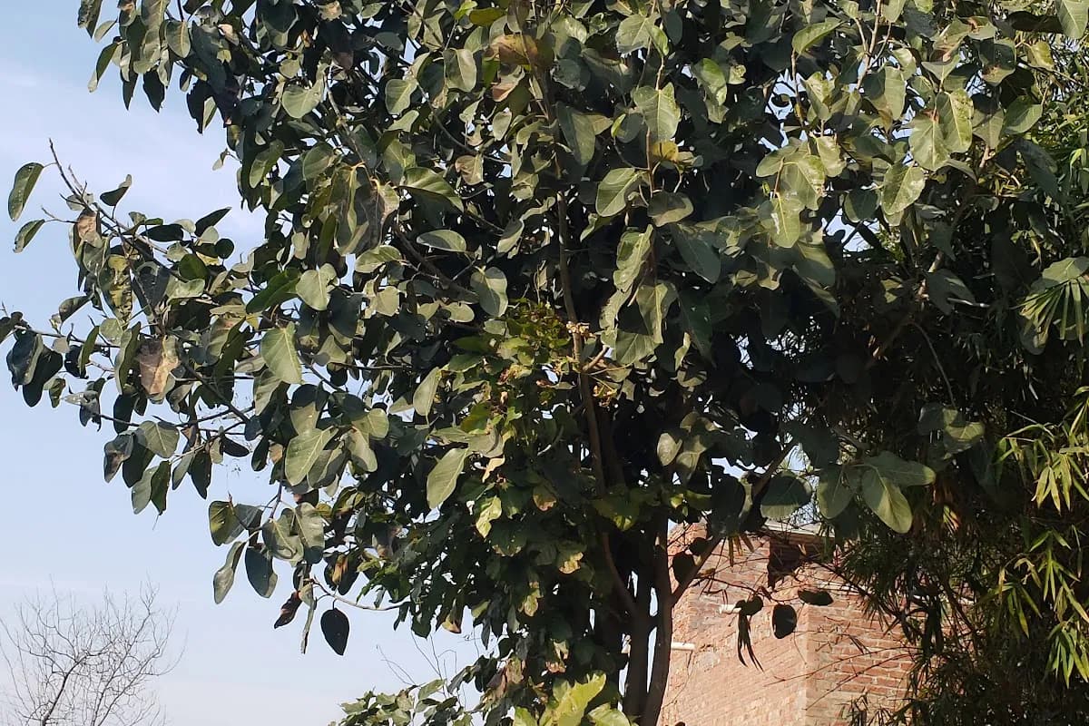 Sialkot Heritage Hotel image 3