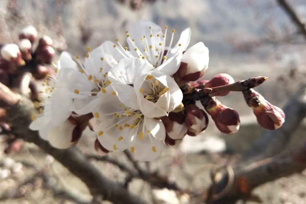 Hunza View Hotel & Resort image 1